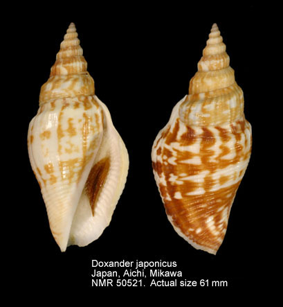 Doxander japonicus (6).jpg - Doxander japonicus (Reeve,1851)
